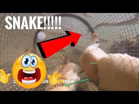 GoPro in a Minnow Trap!  Minnow & Water Snake Footage!