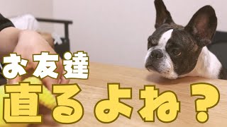 フレブルの大切なお友達を手術してみた