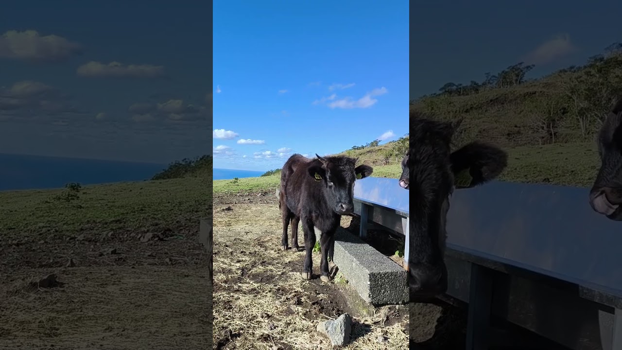 絶景！天空のふれあい牧場！八丈島の景色がキレイすぎた#shorts
