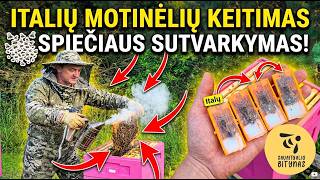 Motinėlių keitimas ir spiečiaus sutvarkymas
