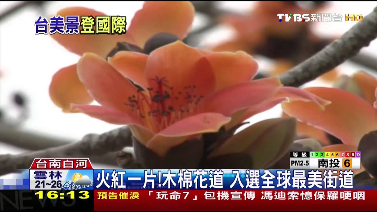 火紅一片!木棉花道 入選全球最美街道
