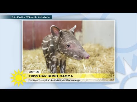 Sötchock när tapiren triss har blivit mamma!  - Nyhetsmorgon (TV4)