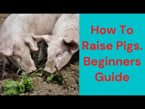 , title : 'How to raise pigs. Beginners Guide'