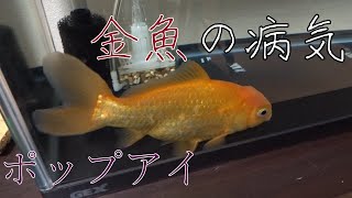 ポップ アイ 金魚 Watch Hd Mp4 Videos Download Free