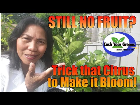 STILL NO FRUIT? Make that Citrus Tree Bloom / My Trick to Make Citrus Bloom Fast!