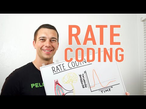 Rate Coding Explained (Neuromuscular Adaptation to Resistance Training)