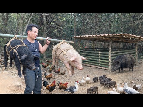 CEO Trieu Vang gave up everything to live amidst nature and raise pigs naturally.