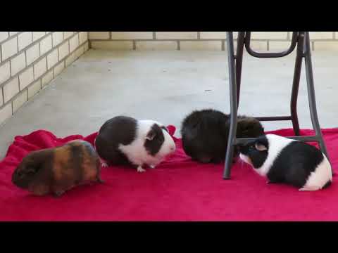 Piggy Porch Playtime