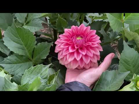 196. A walk down a row of second and third year seedlings, mid July 2023.