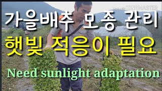 가을배추 모종구입 후 관리법 ㅡ 햇빛 적응이 필요 Autumn cabbage seedling care