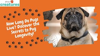 How Long Do Pugs Live Discover the Secrets to Pug Longevity!
