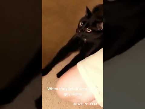 Cat's priceless reaction to new kitten in house
