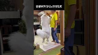 全ての動作がダイナミックすぎる愛犬 #グレートピレニーズ #大型犬 #愛犬 #かわいい犬 #greatpyrenees