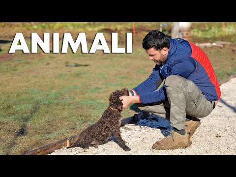 Tutti gli ANIMALI della mia FATTORIA (aggiornamento)