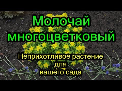 #Молочай многоцветковый весной. Неприхотливое растение для вашего сада.