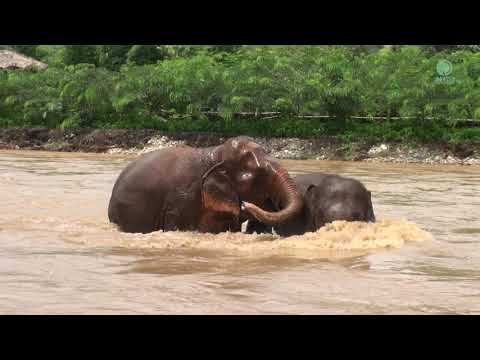 Elders Nanny Try To Protect Elephant Thong Ae Swimming In The River While Flooding - Elephant News