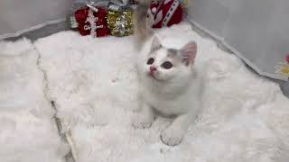 マンチカンの動画01