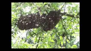 Unser Bienenschwarm vom 21.05.2014