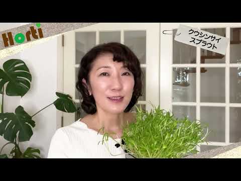 園芸 アンディーブ、ブリュッセルチコリ、シコン