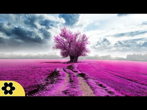 Reiki Meditation Music, Relax Music, Music for Stress Relief, Soft Music, Background Music, ✿2824C