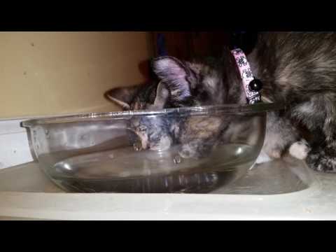 Tiny Kittens Drinking From Big Dog's Huge Water Bowl - 7 Weeks Old