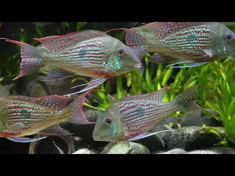 One of the Most Beautiful Cichlids - Geophagus sveni