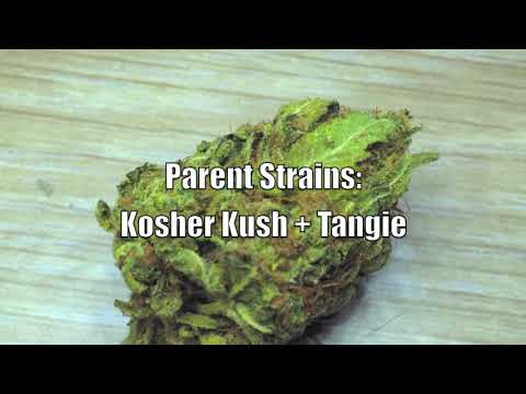 24K Gold Review * Strain * Cannabis * Amsterdam *