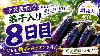 【LIVEアーカイブ】🍆ナス農家弟子入り8日目！朝採れナスを収穫！少しずつ農家らしくなってきた！？👑26.7.21