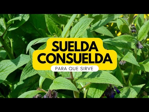 Plantas Medicinales - La Suelda Consuelda para que sirve la suelda consuelda