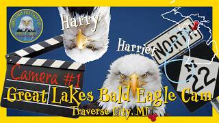 Traverse City, MI Bald Eagle Nest Live Cam 1 #baldeagle #eaglelivecam #wildlife #nature live webcam