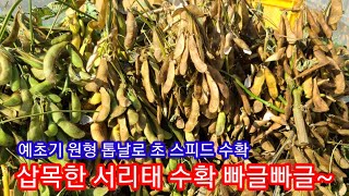 서리태콩 예초기로 초스피드 수확및 삽목한콩 수확 결과