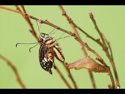 लाइम बटरफ्लाई: चेकदार पंखों वाली चमकीली तितली और प्रकृति की खूबसूरत उड़ान