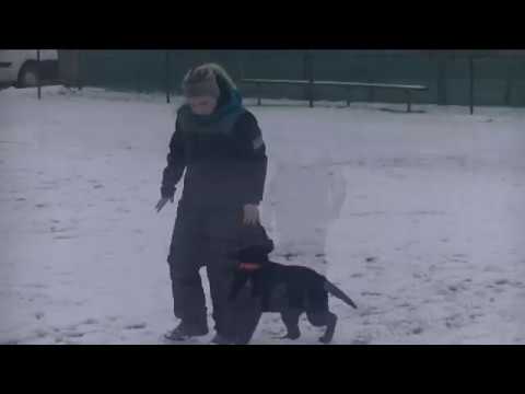 Rafael Aykmar - obedience 4 months