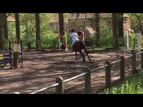 O boy vd zwartbleshoeve 4y