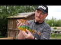 Savage Gear 4D Line Thru Perch Swimbait 17cm - 63g - Firetiger - 1Stück