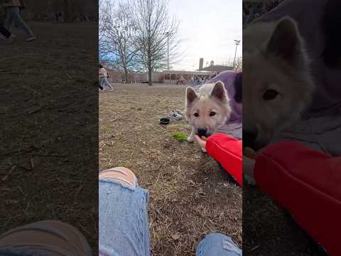 We met a hesitant but lovely Eurasier named Cala! #eurasier #dog
