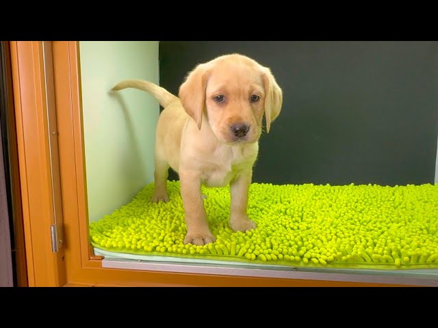 (子犬) 犬種:ラブラドール・レトリーバー 女の子 ブリーダー マロニエケンネル MARRONNIER KENNEL k4059の画像