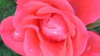 4K HD - 360° Grad - Beautiful rose - Wunderschön