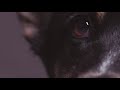 Campaña contra el abandono de mascotas Santander