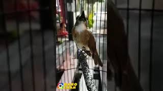 Download lagu MASTERAN SIKATAN RIMBA DADA COKLAT ( SRDC ) TERBARU mp3