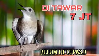 Download lagu GAK DI LEPAS.!!  SRDC (SIKATAN RIMBA DADA COKLAT)  EDYAN mp3