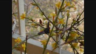 Rod Stewart - Everything I Own