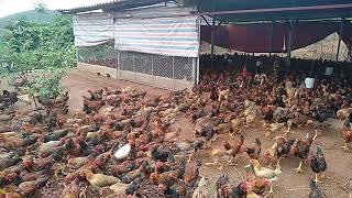 Anh Nông Dân Về Quê Nuôi Gà