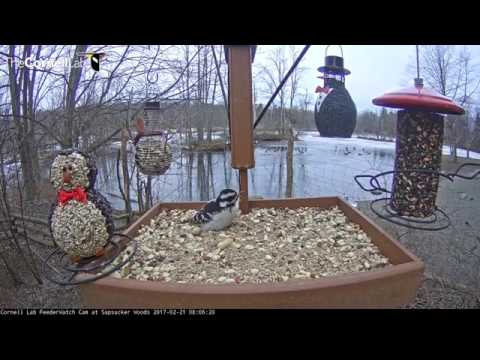 Species Diversity at the Cornell Feeders – Feb. 21, 2017