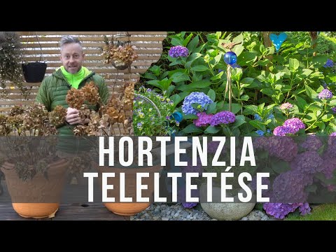 hortenzia paraziták)