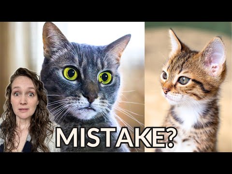 Your Cat Hates Your New Kitten | Here's Why