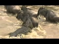 Deadly Crossing Wildebeest Herd Takes On River Mara Crocodile Run