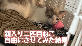 新入り猫をフリーにしたら初めて見せる先住猫の顔が見れてびっくり　保護猫モネと雨日記