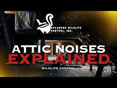 Attic Noises: Squirrels vs  Bats | How to Tell the Difference | New Hampshire & Maine
