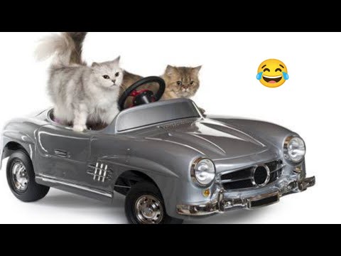 Cute Cats Videos 2022 _ Funny Cats Reaction _ Muntasir Editor 😂
